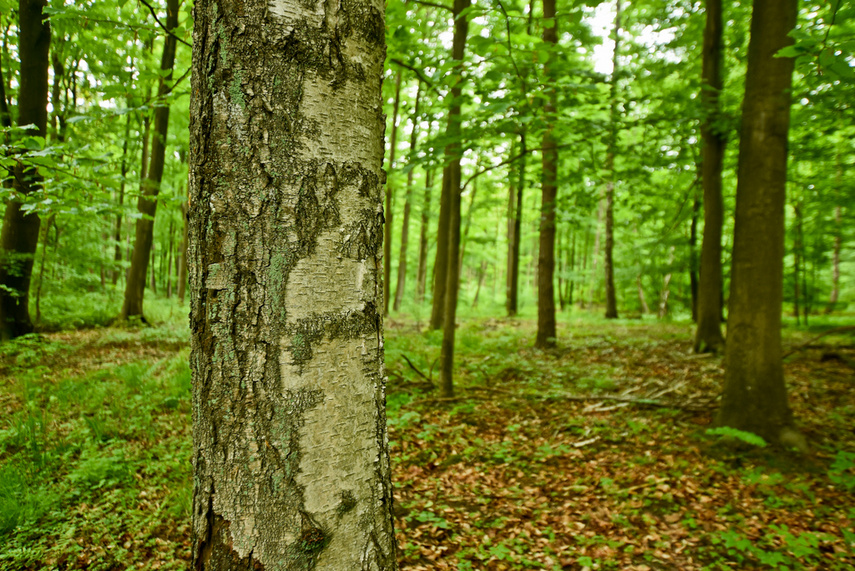 Naśladując przyrodę zdjęcie nr 240650