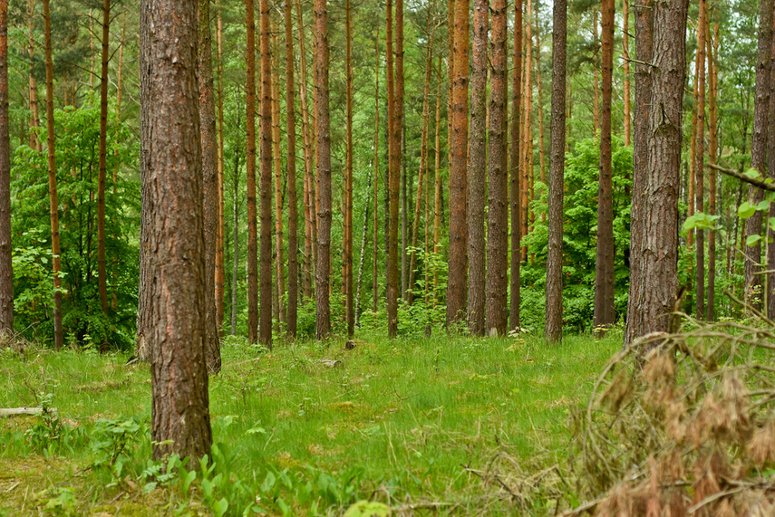 Naśladując przyrodę zdjęcie nr 240666