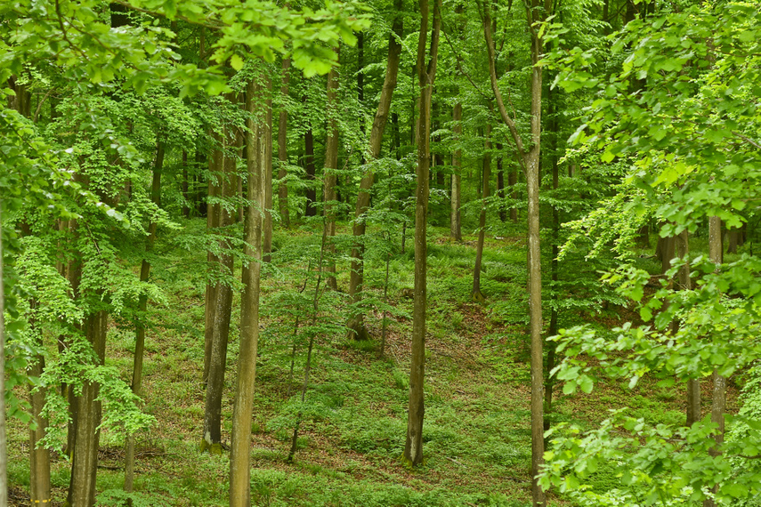 Naśladując przyrodę zdjęcie nr 240644