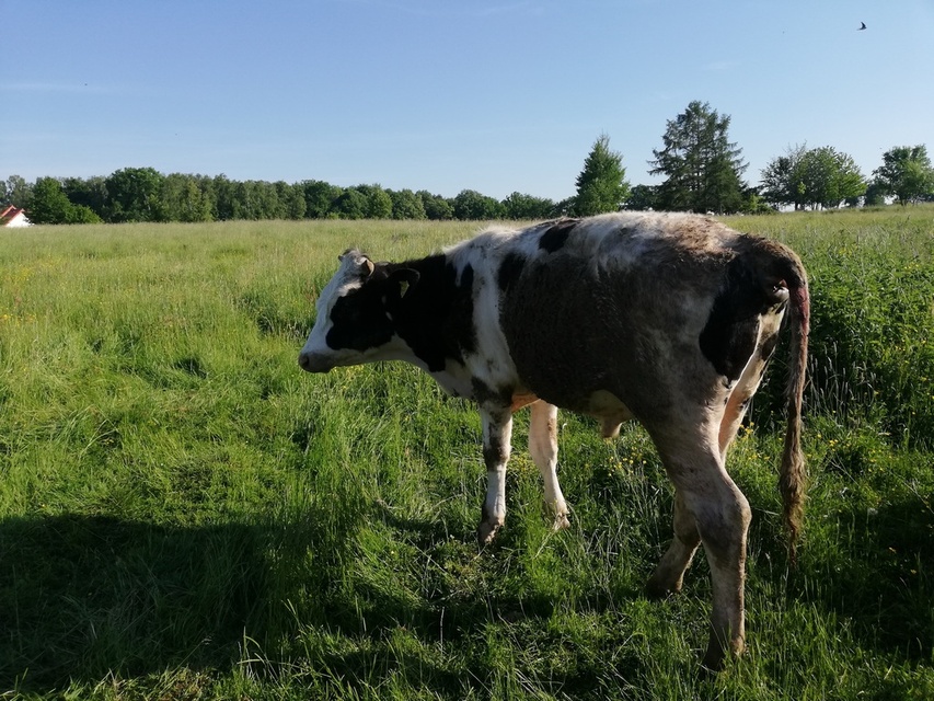 Byk wpadł do studni. Uratowali go strażący zdjęcie nr 241165