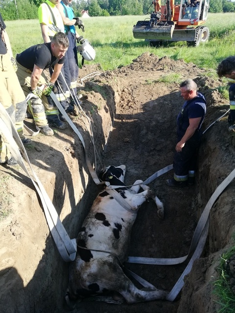 Byk wpadł do studni. Uratowali go strażący zdjęcie nr 241167