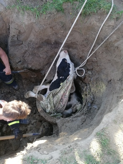 Byk wpadł do studni. Uratowali go strażący zdjęcie nr 241155