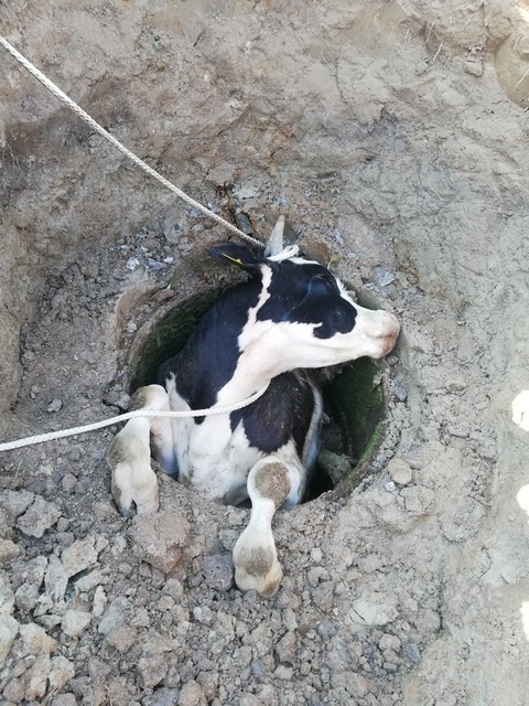 Byk wpadł do studni. Uratowali go strażący zdjęcie nr 241161