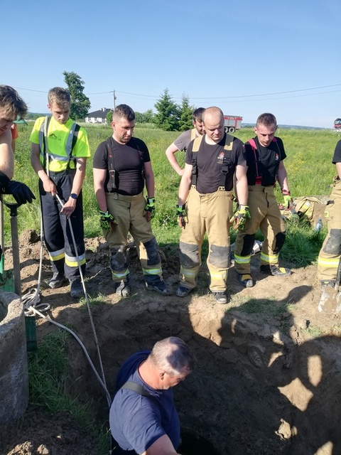 Byk wpadł do studni. Uratowali go strażący zdjęcie nr 241164