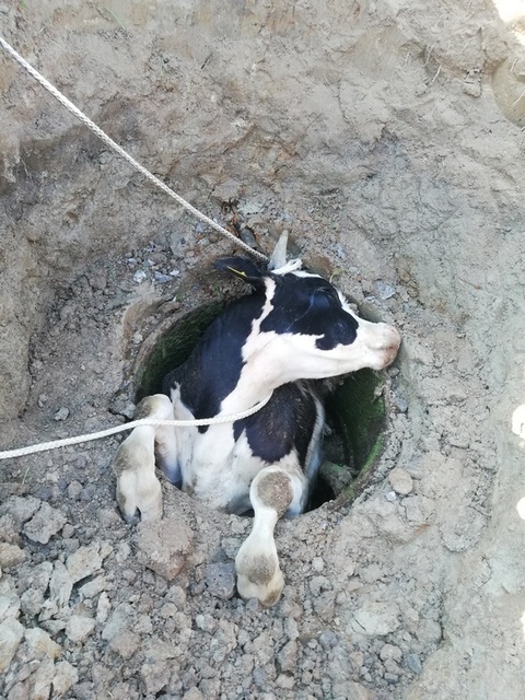Byk wpadł do studni. Uratowali go strażący zdjęcie nr 241153