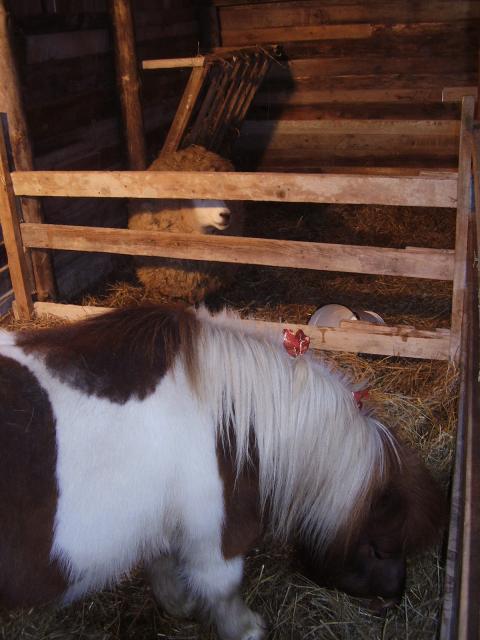 Jedyna w Elblągu zdjęcie nr 19691