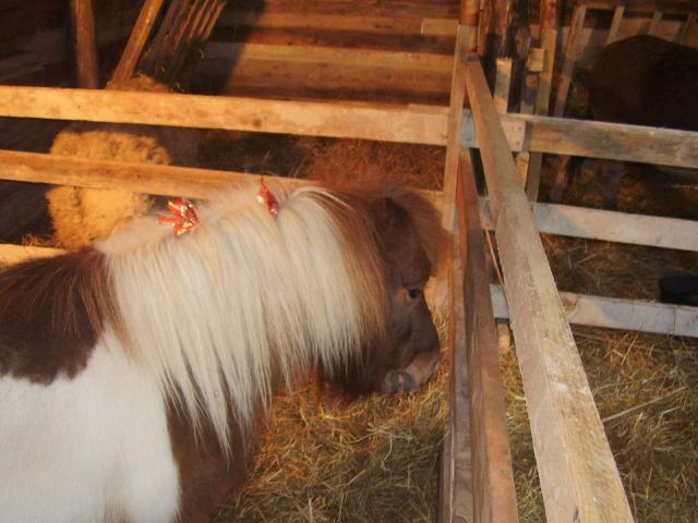 Jedyna w Elblągu zdjęcie nr 19688