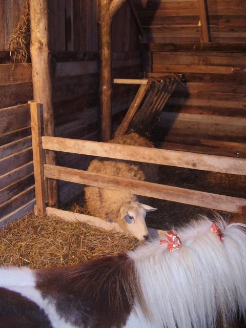 Jedyna w Elblągu zdjęcie nr 19689