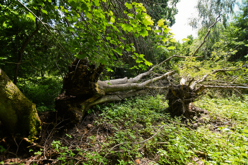 Korzystne nicnierobienie zdjęcie nr 243799