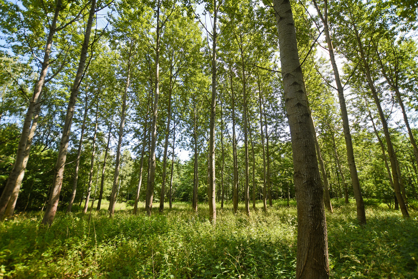 Korzystne nicnierobienie zdjęcie nr 243806