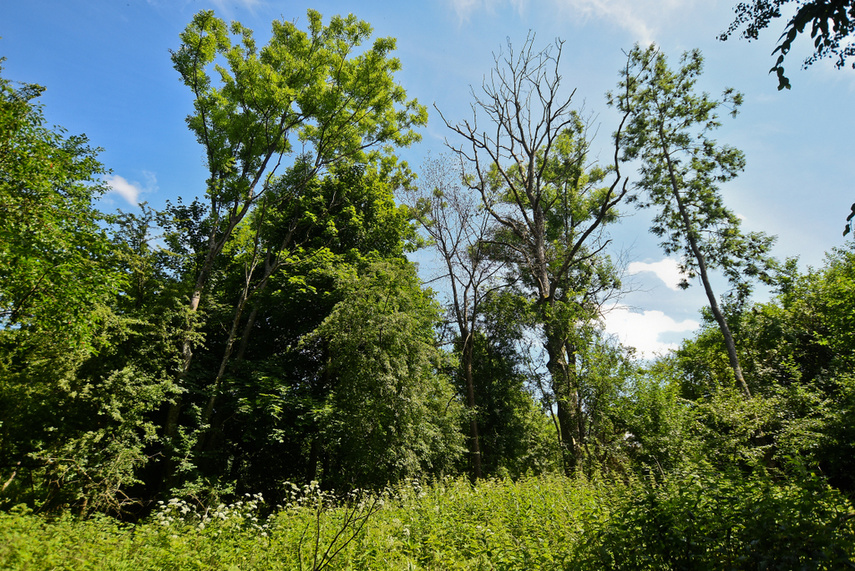 Korzystne nicnierobienie zdjęcie nr 243801