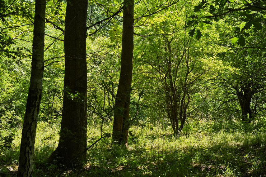 Korzystne nicnierobienie zdjęcie nr 243813