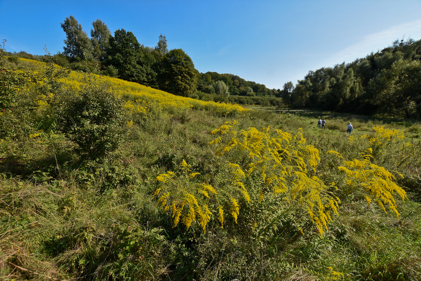 Tak można rozkorkować Bema  zdjęcie nr 248250