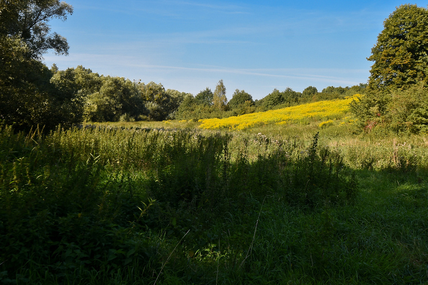 Tak można rozkorkować Bema  zdjęcie nr 248252