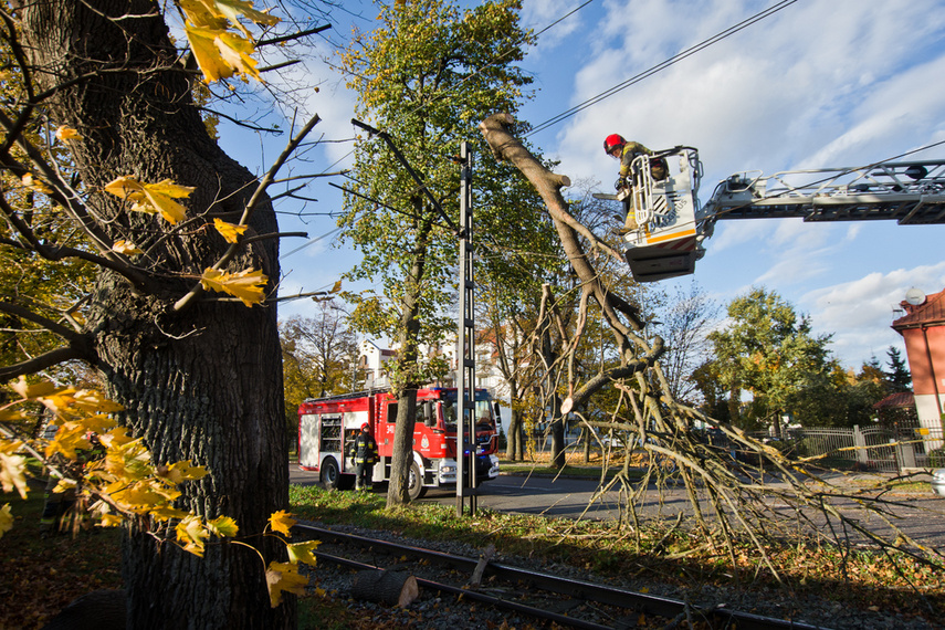 Konar spadł na trakcję. Tramwaje nie jeżdżą zdjęcie nr 250632