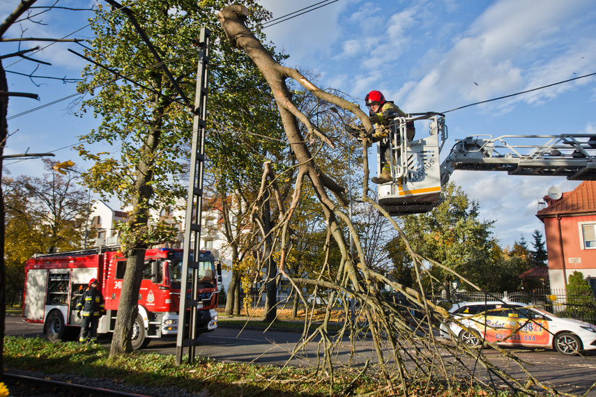 Konar spadł na trakcję. Tramwaje nie jeżdżą zdjęcie nr 250631