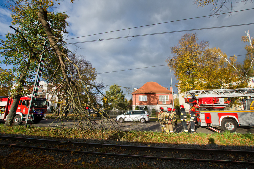 Konar spadł na trakcję. Tramwaje nie jeżdżą zdjęcie nr 250625