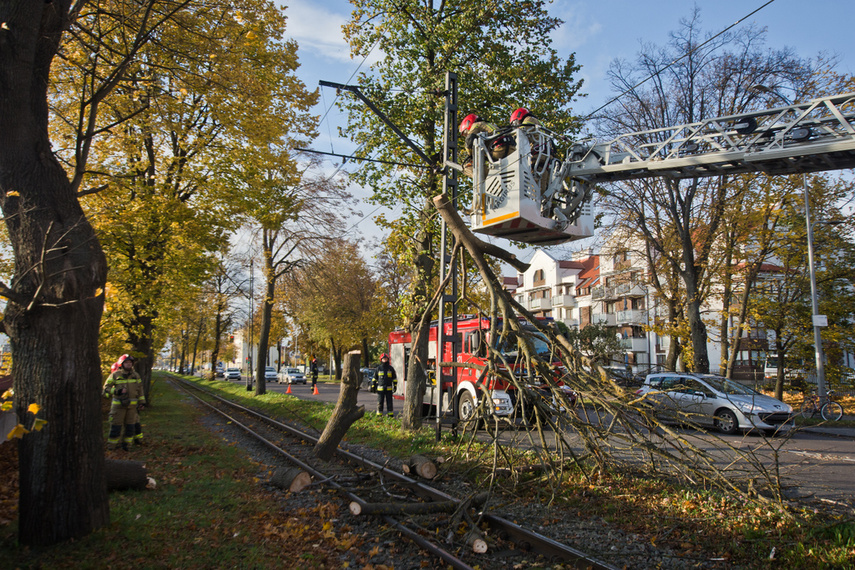 Konar spadł na trakcję. Tramwaje nie jeżdżą zdjęcie nr 250633