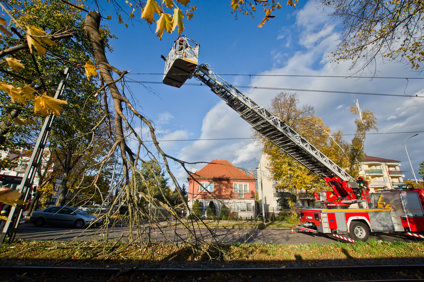 Konar spadł na trakcję. Tramwaje nie jeżdżą zdjęcie nr 250627