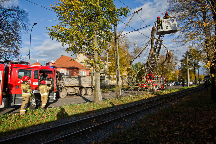 Konar spadł na trakcję. Tramwaje nie jeżdżą zdjęcie nr 250629