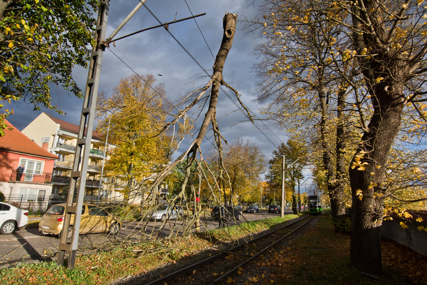 Konar spadł na trakcję. Tramwaje nie jeżdżą zdjęcie nr 250620