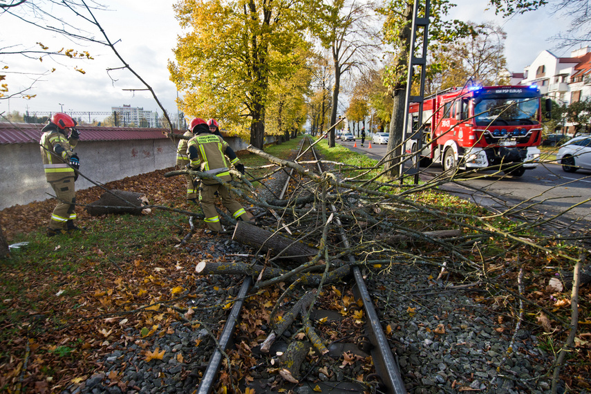 Konar spadł na trakcję. Tramwaje nie jeżdżą zdjęcie nr 250634