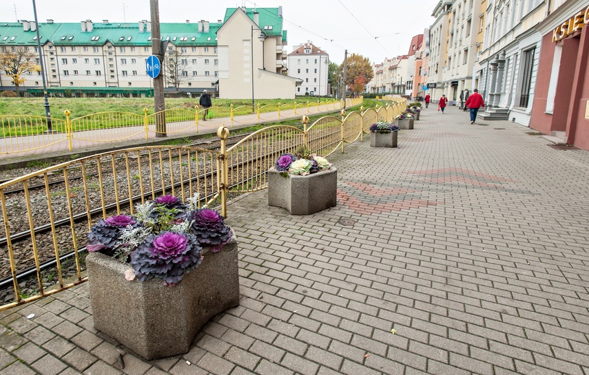 Kapusty, które zdobią. Hit czy kit? zdjęcie nr 251112