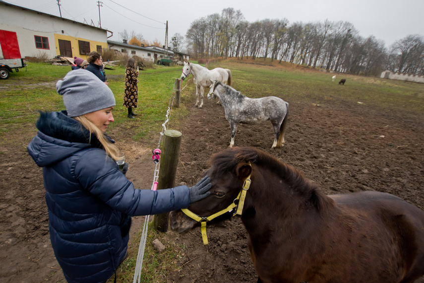 Fundacja Końskie Zdrowie z certyfikatem PZJ zdjęcie nr 252015