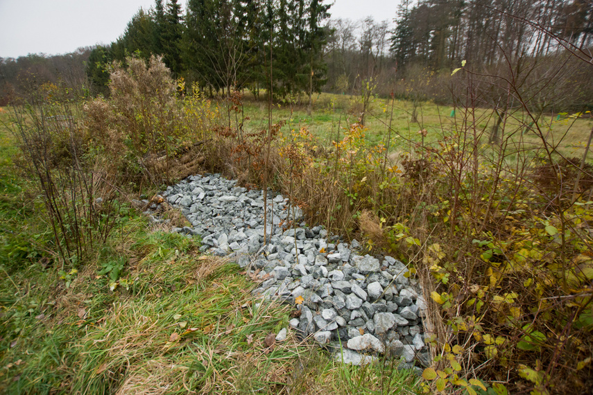 Dla leśnych roślin i zwierząt zdjęcie nr 252168