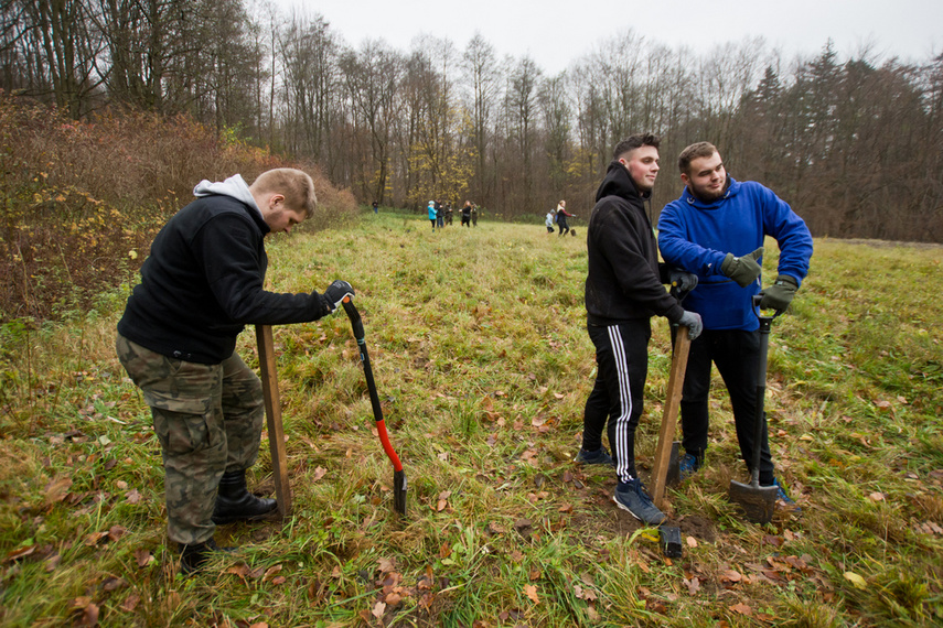 Dla leśnych roślin i zwierząt zdjęcie nr 252159