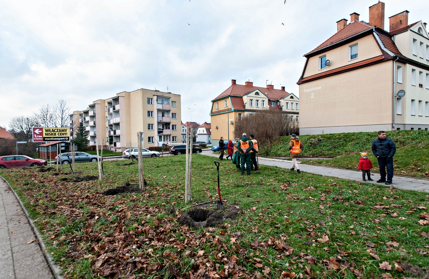 "To ja posadziłam to drzewo" zdjęcie nr 252548