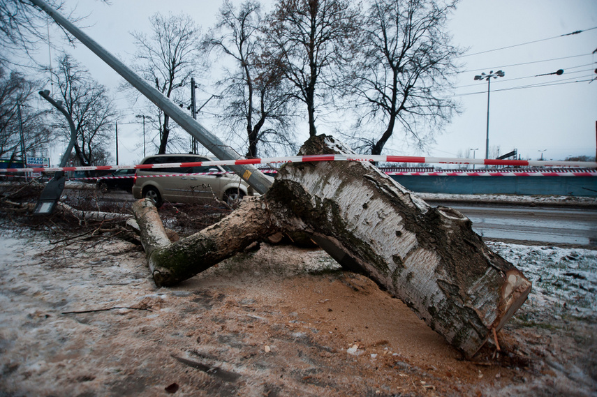 Drzewo spadło na dwie osoby zdjęcie nr 254329