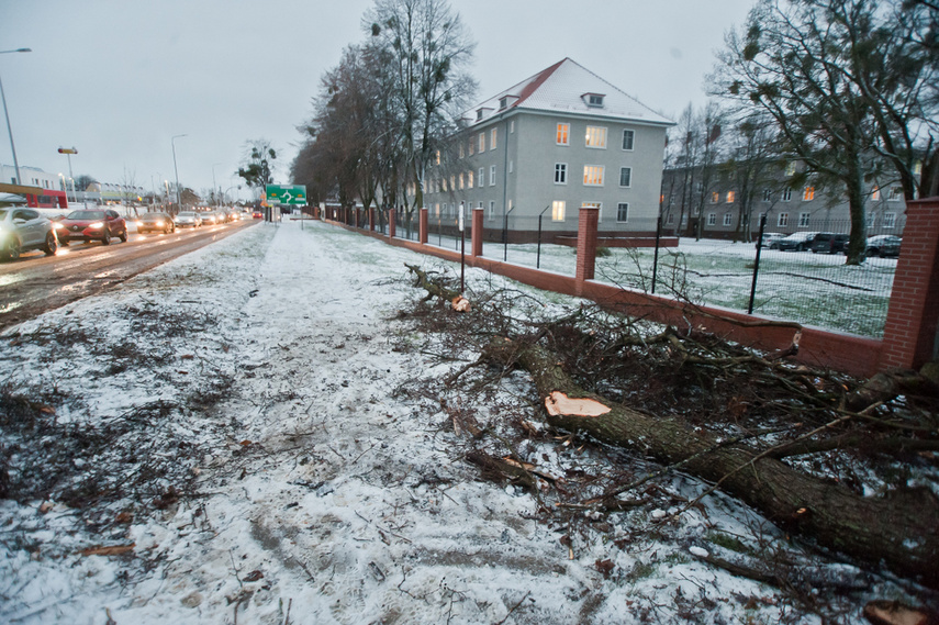 Drzewo spadło na dwie osoby zdjęcie nr 254316