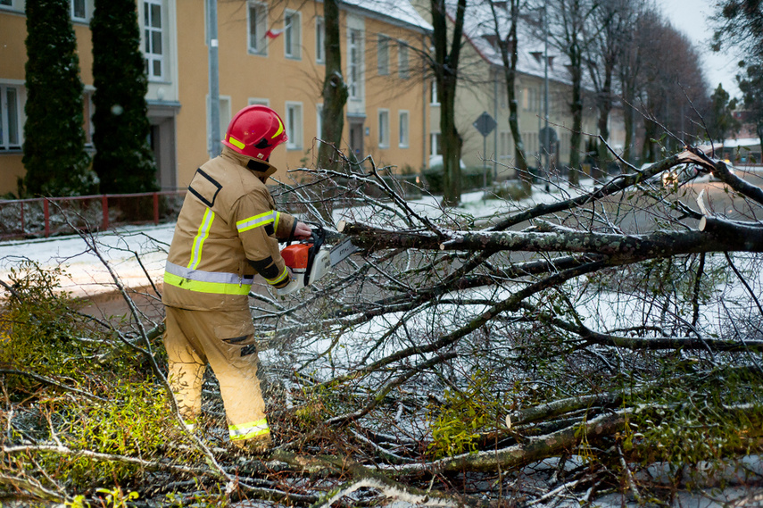 Drzewo spadło na dwie osoby zdjęcie nr 254320