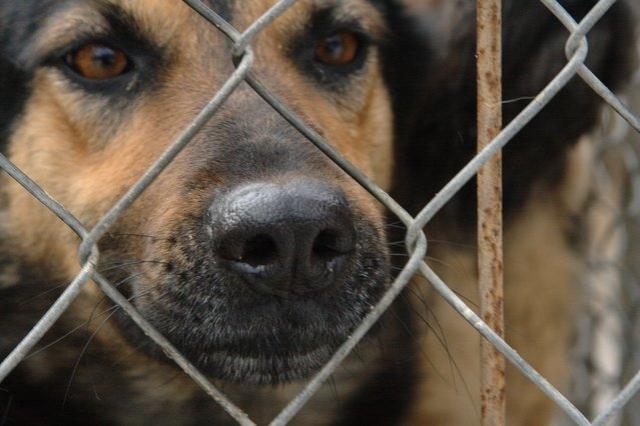 Z wizytą w schronisku zdjęcie nr 20662