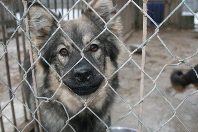 Z wizytą w schronisku zdjęcie nr 20658