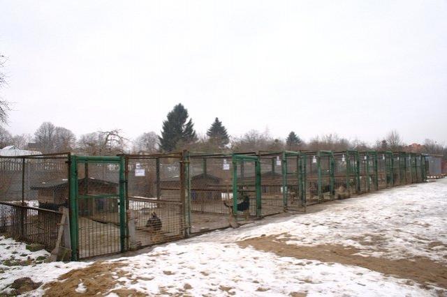 Z wizytą w schronisku zdjęcie nr 20651