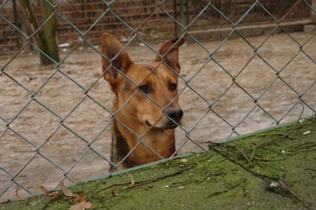 Z wizytą w schronisku zdjęcie nr 20650
