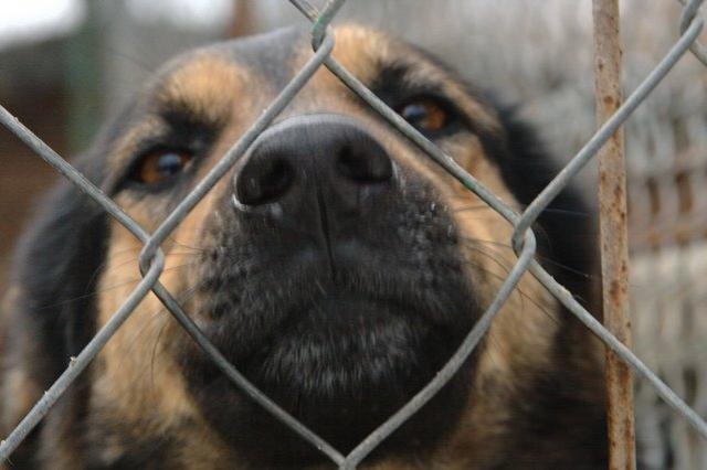 Z wizytą w schronisku zdjęcie nr 20656