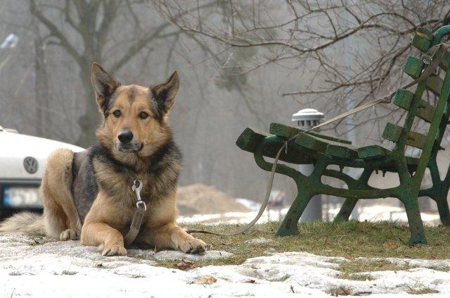 Z wizytą w schronisku zdjęcie nr 20661