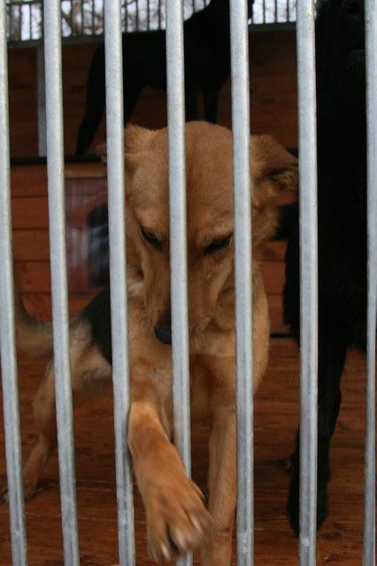 Z wizytą w schronisku zdjęcie nr 20657