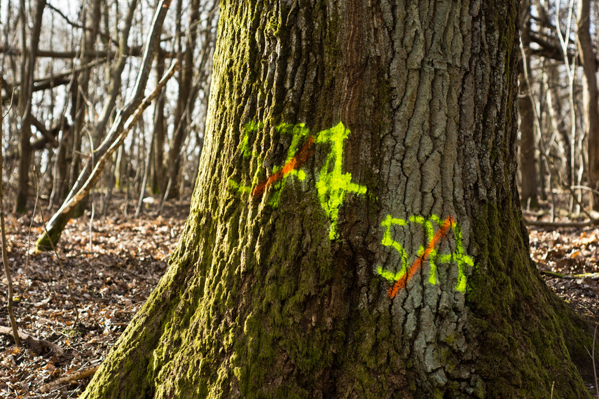 Masowe znakowanie drzew przy Wschodniej. Po co? zdjęcie nr 256718