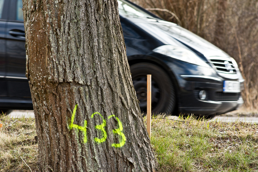 Masowe znakowanie drzew przy Wschodniej. Po co? zdjęcie nr 256699
