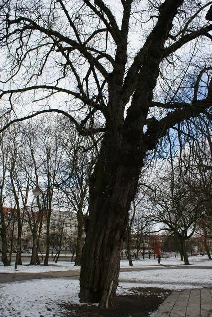 Park Planty zdjęcie nr 20940