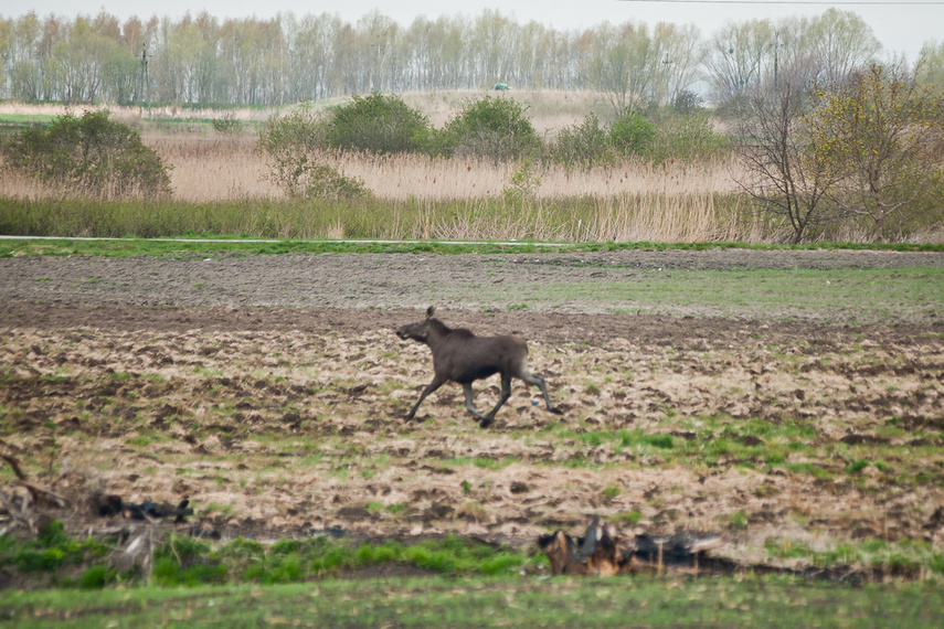 Długodystansowo po Wysoczyźnie Elbląskiej zdjęcie nr 259152