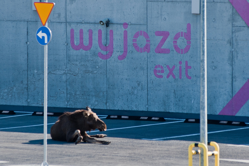Łoś na parkingu w C.H. Ogrody zdjęcie nr 259436