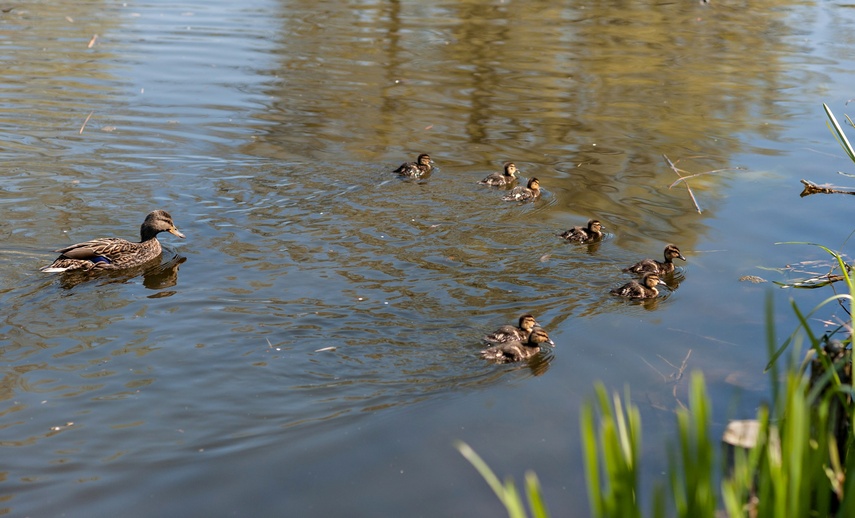 Fosa na wysoki połysk zdjęcie nr 259838