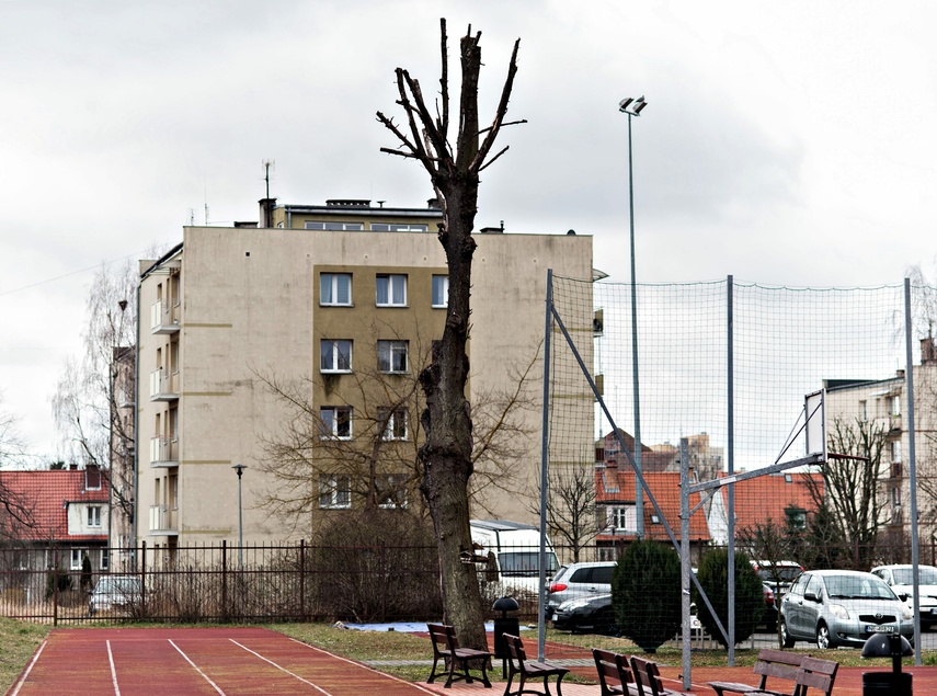 Drzewa umierają stojąc zdjęcie nr 260029