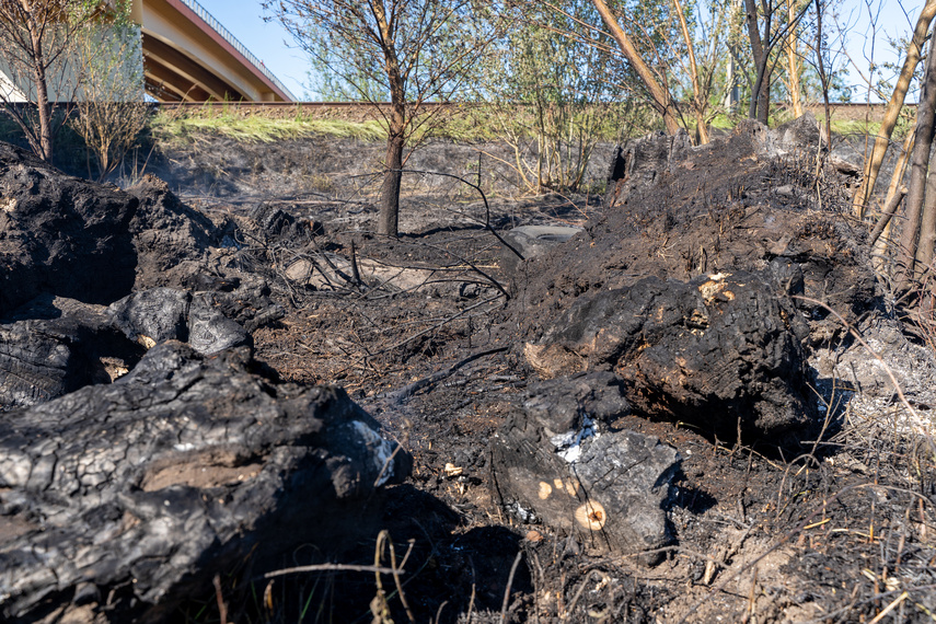 Płoną trawy, strażacy apelują i ostrzegają zdjęcie nr 260836