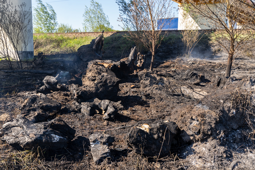 Płoną trawy, strażacy apelują i ostrzegają zdjęcie nr 260843